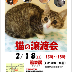 第12回❗️ねこの譲渡会‼️