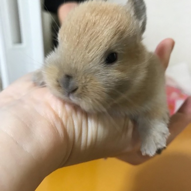 コニパンのカバー写真
