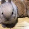 1月23日、母ウサギのマネをしてピョンピョンとんだり顔を洗ったり( ´艸｀)とっても元気に育っています❤