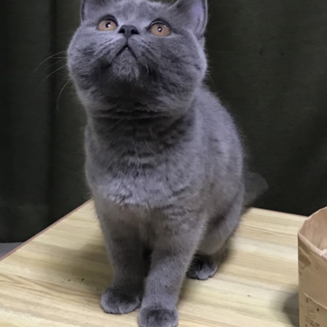 Sophiajoeのカバー写真