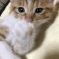 可愛い子猫の里親さんになって下さい。