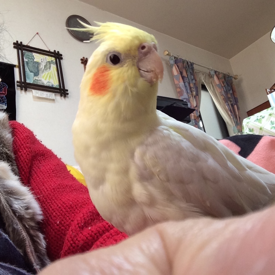 cocoのカバー写真