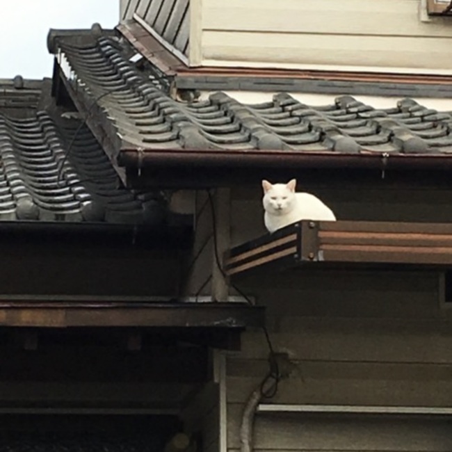 ののなかのカバー写真