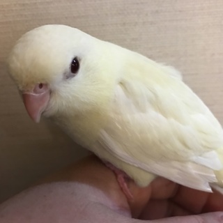 さざなみインコ  里親募集