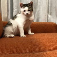 ゆず
