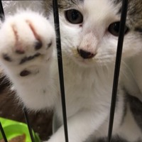 タマオくん（コタロウ)