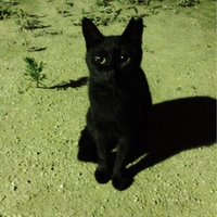 ここちゃん