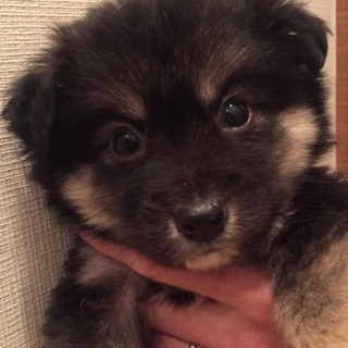 Ｉ☆３０ 里親さん募集です♫