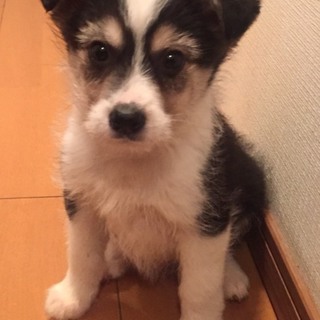 Ｉ☆３１ 里親さん募集です♫