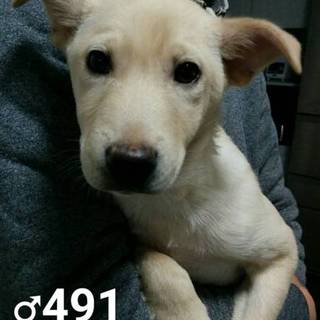 ♂４９１里親さん募集です(^^)