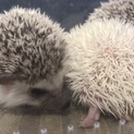 ハリネズミの赤ちゃん 里親募集