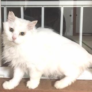 真っ白フワフワの女の子　ほのかちゃん