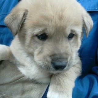 1/24現在、36頭の子犬が収容されています！