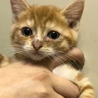 （順にお返事中のため停止）ちびっこ茶トラ
