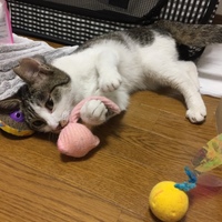 アンジュ
