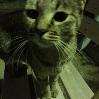 マロン