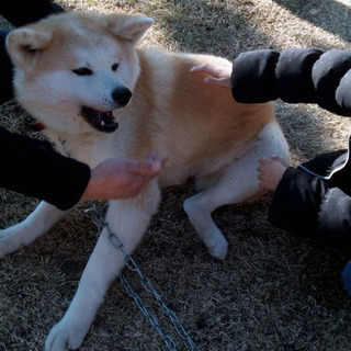 保護犬（秋田犬）さくらちゃん里親募集終了