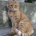 急募 かわいい茶トラ 里親募集！