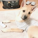 4～５か月位の仔犬お兄ちゃんハチトライアルです♪