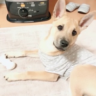 4～５か月位の仔犬お兄ちゃんハチトライアルです♪