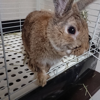 うさちゃん里親募集！