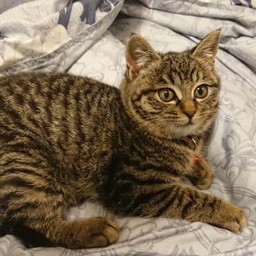 ベッドでくつろげるようになったよ