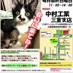 猫だらけの譲渡会 雨天決行
