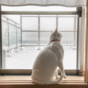 はらはら舞う雪に興味津々。