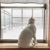 はらはら舞う雪に興味津々。