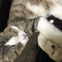 成人だけど甘え猫ちゃん引き取り募集！