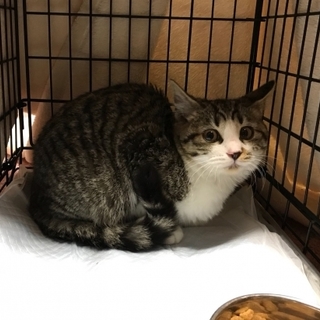 愛らしい顔した女の子です