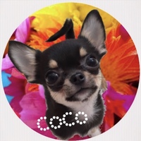 Coco Figaro