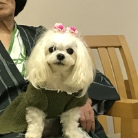 ゆず
