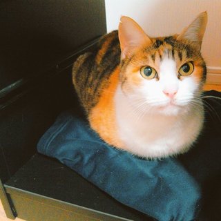 添い寝大好き、甘えん坊の縞三毛さんです