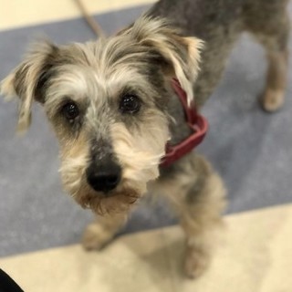 シュナウザーのヨーゼフくん