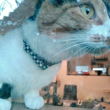 窓ふきする手が超気になる