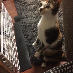 立ち上がって見ているものは？
