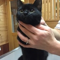 黒猫女の子生後5ヶ月半