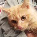 犬にも猫にもフレンドリーな長毛くん(兄)