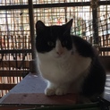 野良猫の子に理解のある方　「モン」