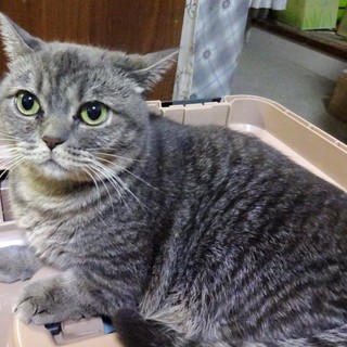 ダメ、ダメ、ダメなマンチカン、チャコ姫、３歳