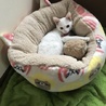 高橋あかね