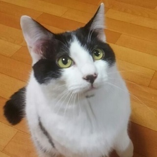 5/13銀座★ソルトくん★ビックリ顔です