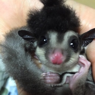 フクロモモンガ 二才 男の子です。