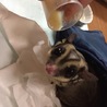 フクロモモンガ 二才 男の子です。 サムネイル2