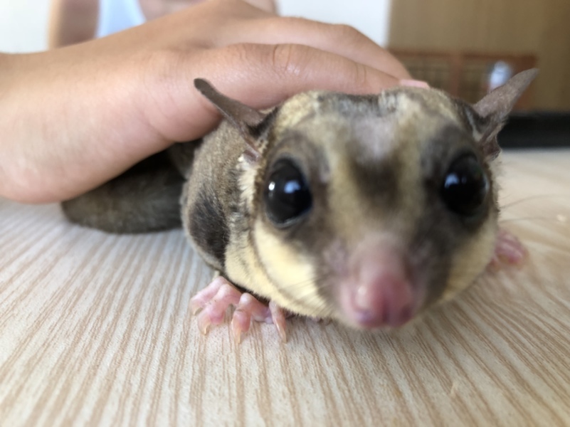 フクロモモンガ 二才 男の子です。 サムネイル4