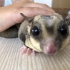 フクロモモンガ 二才 男の子です。 サムネイル4