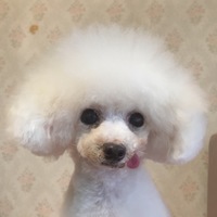 みそ