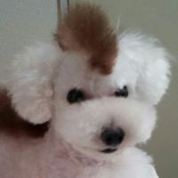 がんも