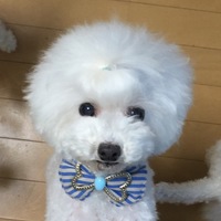 ゆば